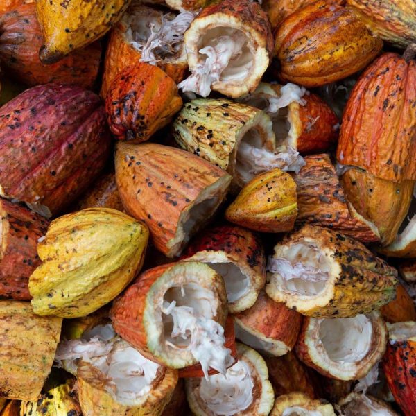 Plantas de cacao